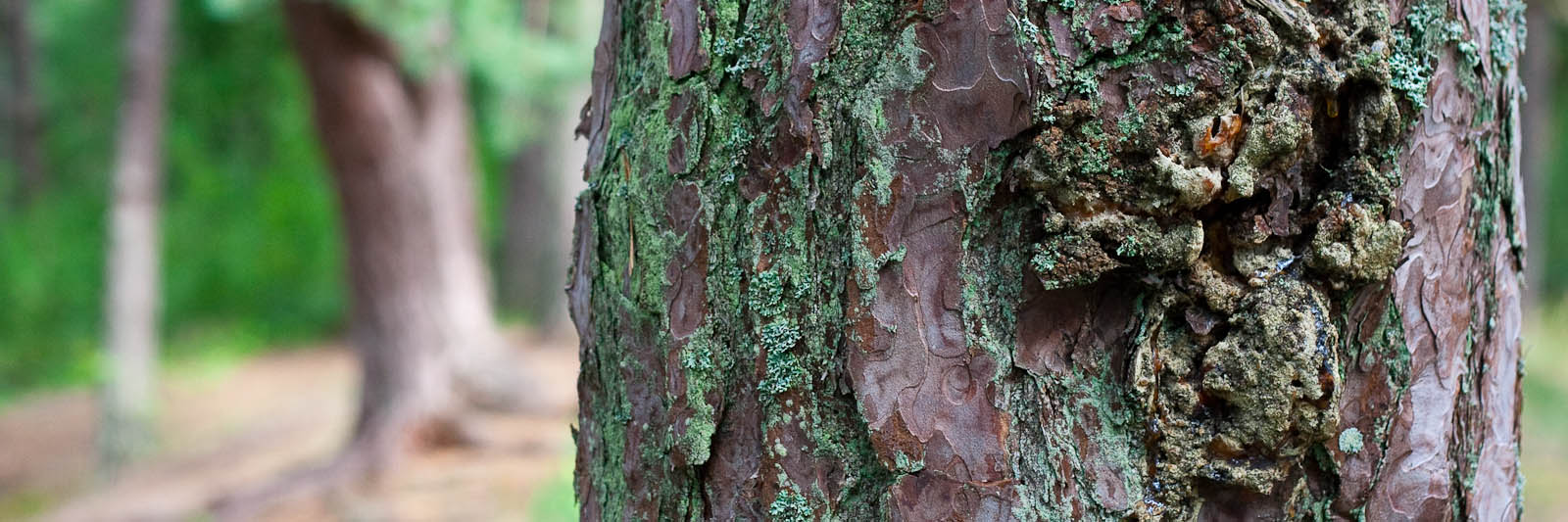 GeoStrips - author: Fotoaģentūra F/13 (http://f13.fotoagentura.com/)