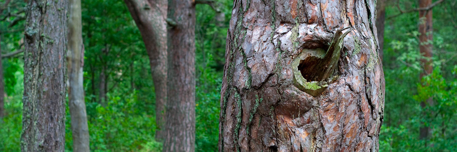 GeoStrips - author: Fotoaģentūra F/13 (http://f13.fotoagentura.com/)